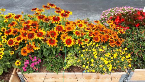 Rudbeckia x hybrida SUMMERDAISY’S® Bronze Bicolor, en situation à la station d’expérimentation Astredhor/GIE Fleurs & plantes). ©GIEFP